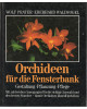 Orchideen für die Fensterbank